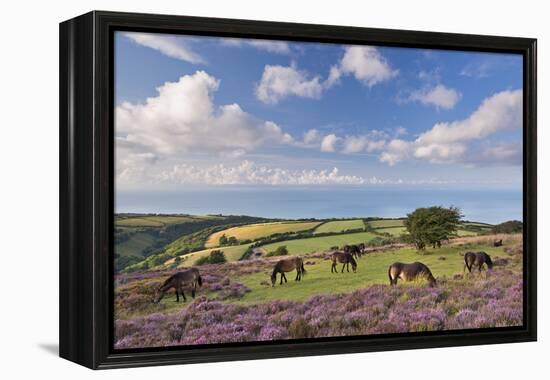 Exmoor Ponies Grazing on Heather Covered Moorland on Porlock Common, Exmoor, Somerset-Adam Burton-Framed Premier Image Canvas