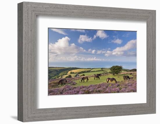 Exmoor Ponies Grazing on Heather Covered Moorland on Porlock Common, Exmoor, Somerset-Adam Burton-Framed Photographic Print