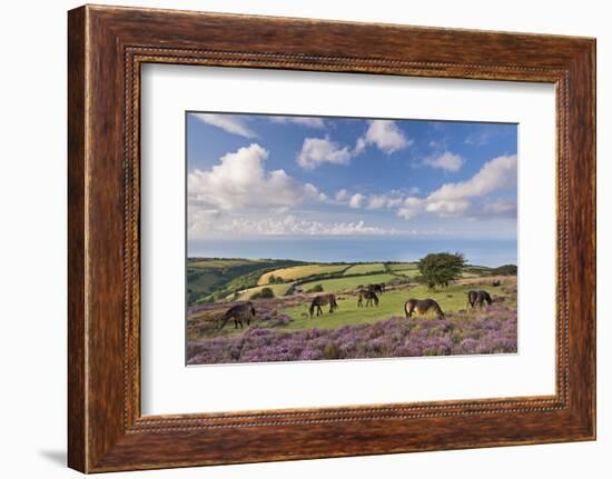 Exmoor Ponies Grazing on Heather Covered Moorland on Porlock Common, Exmoor, Somerset-Adam Burton-Framed Photographic Print