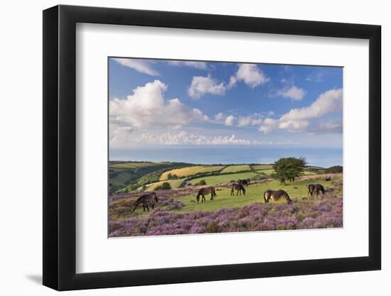 Exmoor Ponies Grazing on Heather Covered Moorland on Porlock Common, Exmoor, Somerset-Adam Burton-Framed Photographic Print