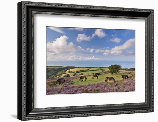 Exmoor Ponies Grazing on Heather Covered Moorland on Porlock Common, Exmoor, Somerset-Adam Burton-Framed Photographic Print