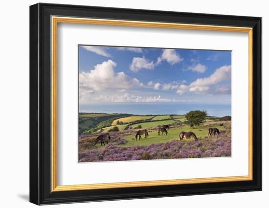 Exmoor Ponies Grazing on Heather Covered Moorland on Porlock Common, Exmoor, Somerset-Adam Burton-Framed Photographic Print