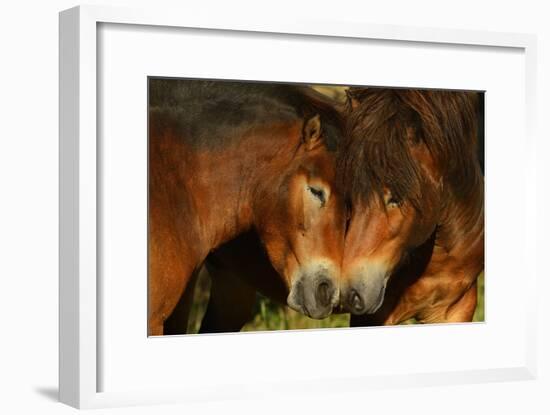 Exmoor Ponies, One Of The Oldest And Most Primitive Horse Breeds In Europe, Keent Nature Reserve-Widstrand-Framed Photographic Print