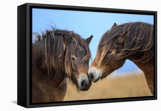 Exmoor ponies rubbing noses, Exmoor National Park, England-Nick Garbutt-Framed Premier Image Canvas