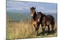 Premium Photographic Print
