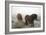 Exmoor Ponies-Dr. Keith Wheeler-Framed Photographic Print