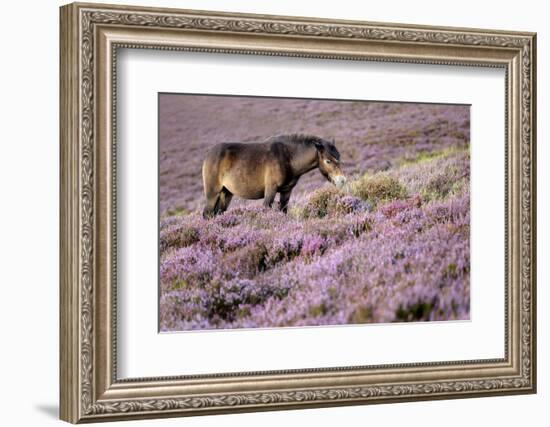 Exmoor pony grazing amongst heather, Exmoor, Somerset, UK-Ross Hoddinott-Framed Photographic Print