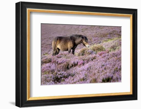 Exmoor pony grazing amongst heather, Exmoor, Somerset, UK-Ross Hoddinott-Framed Photographic Print