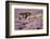 Exmoor pony grazing amongst heather, Exmoor, Somerset, UK-Ross Hoddinott-Framed Photographic Print