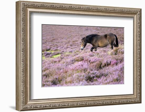 Exmoor pony walking through heather, Exmoor, Somerset, UK-Ross Hoddinott-Framed Photographic Print