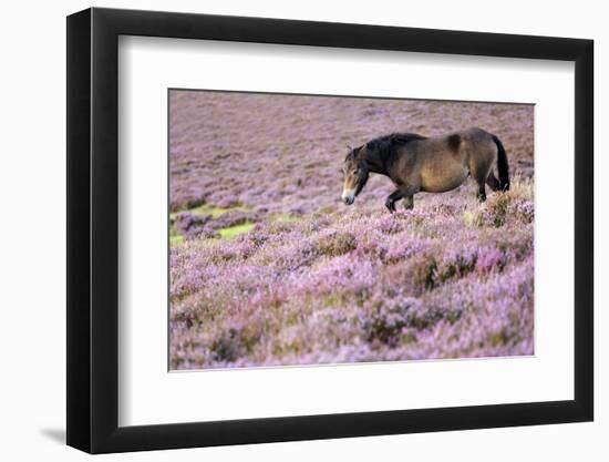 Exmoor pony walking through heather, Exmoor, Somerset, UK-Ross Hoddinott-Framed Photographic Print
