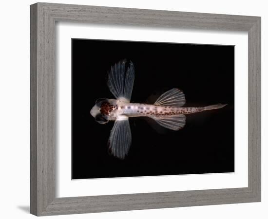 Exocoetid-null-Framed Photographic Print