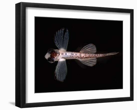 Exocoetid-null-Framed Photographic Print