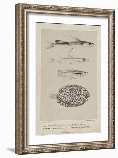 Exocoetus Hillianus, Clupea Lamprotaenia, Poecilia Melapleura and Monochirus Inscriptus, 1851-Philip Henry Gosse-Framed Giclee Print