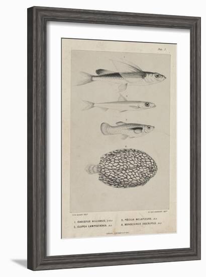 Exocoetus Hillianus, Clupea Lamprotaenia, Poecilia Melapleura and Monochirus Inscriptus, 1851-Philip Henry Gosse-Framed Giclee Print