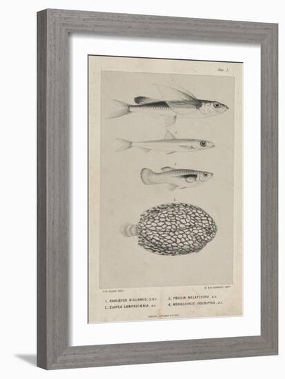 Exocoetus Hillianus, Clupea Lamprotaenia, Poecilia Melapleura and Monochirus Inscriptus, 1851-Philip Henry Gosse-Framed Giclee Print