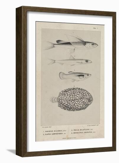 Exocoetus Hillianus, Clupea Lamprotaenia, Poecilia Melapleura and Monochirus Inscriptus, 1851-Philip Henry Gosse-Framed Giclee Print