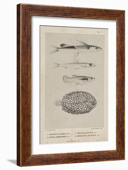 Exocoetus Hillianus, Clupea Lamprotaenia, Poecilia Melapleura and Monochirus Inscriptus, 1851-Philip Henry Gosse-Framed Giclee Print