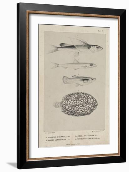 Exocoetus Hillianus, Clupea Lamprotaenia, Poecilia Melapleura and Monochirus Inscriptus, 1851-Philip Henry Gosse-Framed Giclee Print