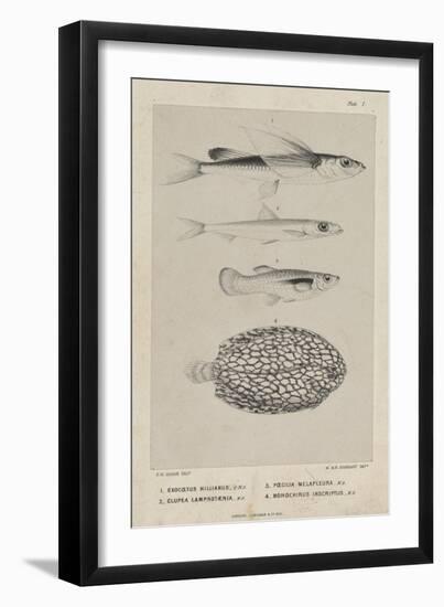 Exocoetus Hillianus, Clupea Lamprotaenia, Poecilia Melapleura and Monochirus Inscriptus, 1851-Philip Henry Gosse-Framed Giclee Print