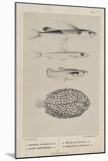 Exocoetus Hillianus, Clupea Lamprotaenia, Poecilia Melapleura and Monochirus Inscriptus, 1851-Philip Henry Gosse-Mounted Giclee Print