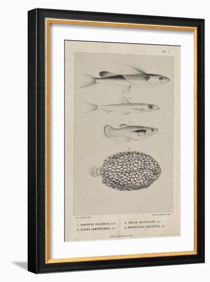 Exocoetus Hillianus, Clupea Lamprotaenia, Poecilia Melapleura and Monochirus Inscriptus, 1851-Philip Henry Gosse-Framed Giclee Print