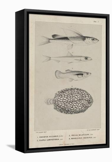 Exocoetus Hillianus, Clupea Lamprotaenia, Poecilia Melapleura and Monochirus Inscriptus, 1851-Philip Henry Gosse-Framed Premier Image Canvas