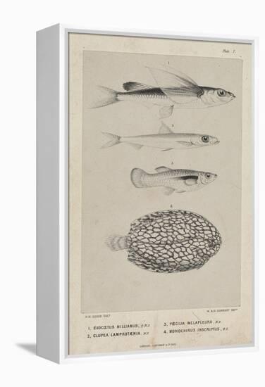 Exocoetus Hillianus, Clupea Lamprotaenia, Poecilia Melapleura and Monochirus Inscriptus, 1851-Philip Henry Gosse-Framed Premier Image Canvas