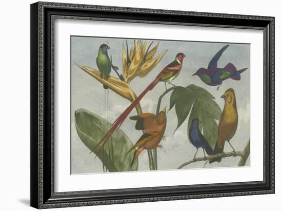 Exotic Bird III-null-Framed Art Print