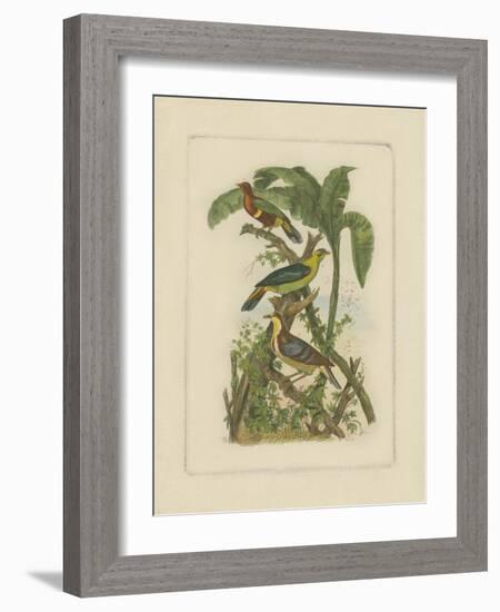 Exotic Birds II-Vision Studio-Framed Art Print