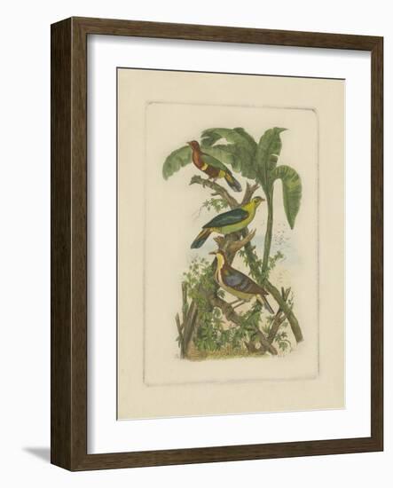 Exotic Birds II-Vision Studio-Framed Art Print