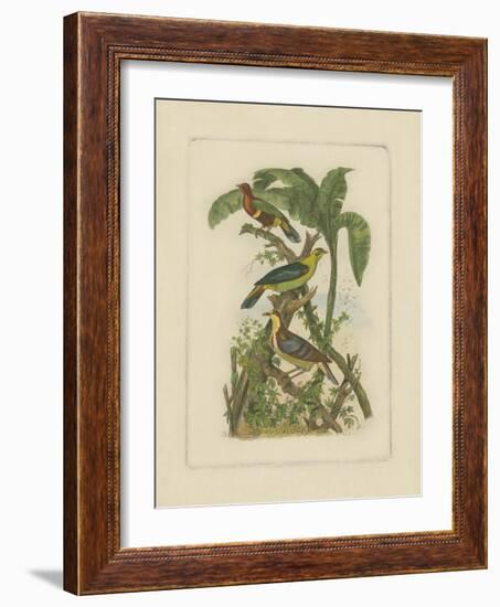 Exotic Birds II-Vision Studio-Framed Art Print