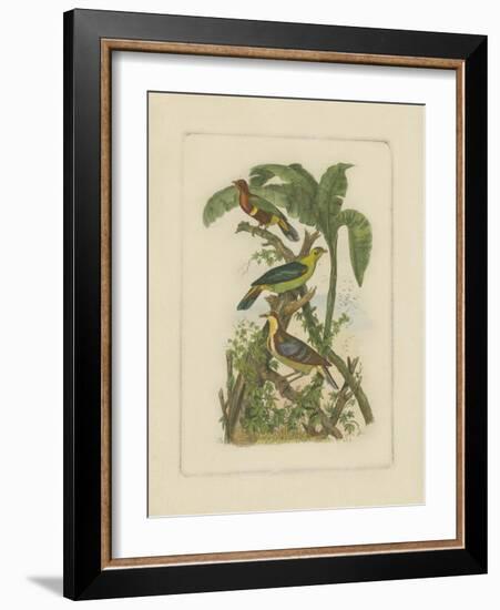 Exotic Birds II-Vision Studio-Framed Art Print