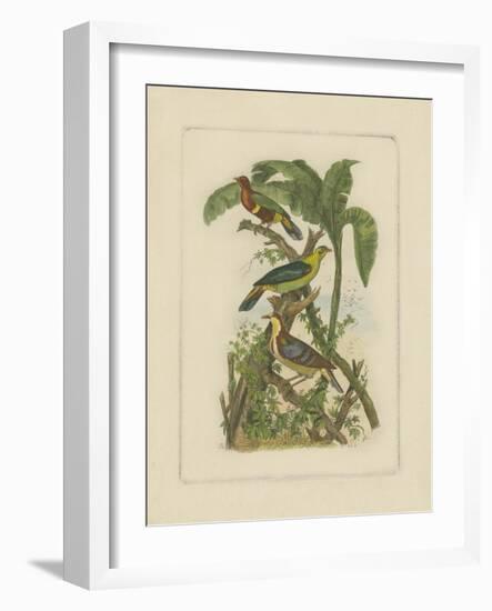 Exotic Birds II-Vision Studio-Framed Art Print