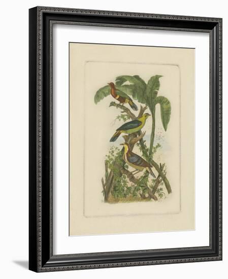 Exotic Birds II-Vision Studio-Framed Art Print