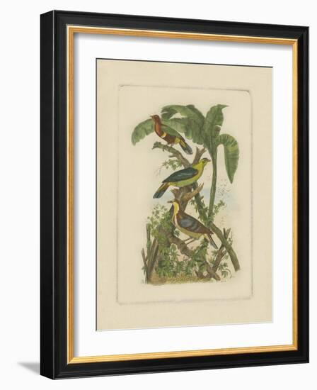 Exotic Birds II-Vision Studio-Framed Art Print