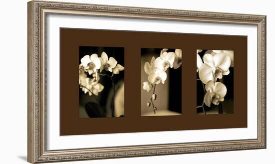 Exotic Blooms-Cinzia Ryan-Framed Photographic Print