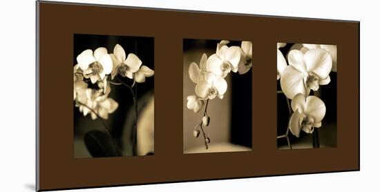 Exotic Blooms-Cinzia Ryan-Mounted Photographic Print