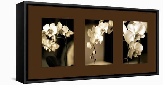 Exotic Blooms-Cinzia Ryan-Framed Stretched Canvas