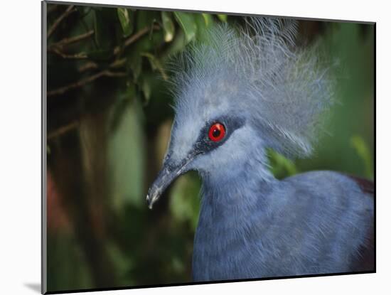 Exotic Blue Red-Eyed Bird, Kuala Lumpur Bird Park, Malaysia-Ellen Clark-Mounted Photographic Print