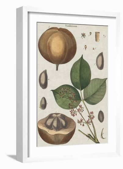 Exotic Botanique III-Vision Studio-Framed Art Print