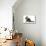 Exotic Cat-Fabio Petroni-Mounted Photographic Print displayed on a wall