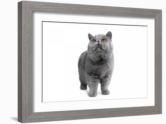 Exotic Cat-Fabio Petroni-Framed Photographic Print