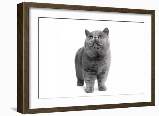 Exotic Cat-Fabio Petroni-Framed Photographic Print