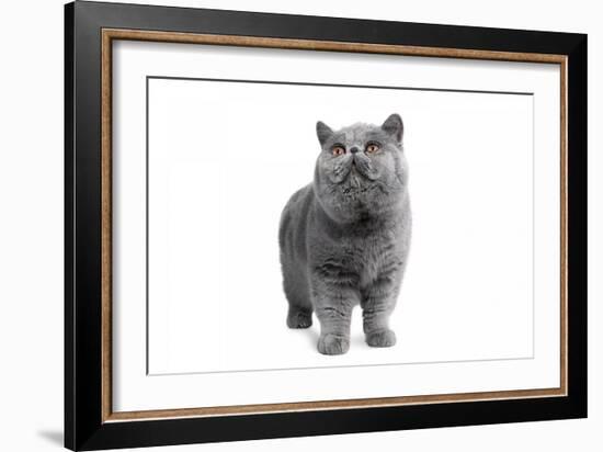 Exotic Cat-Fabio Petroni-Framed Photographic Print