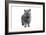 Exotic Cat-Fabio Petroni-Framed Photographic Print