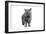 Exotic Cat-Fabio Petroni-Framed Photographic Print