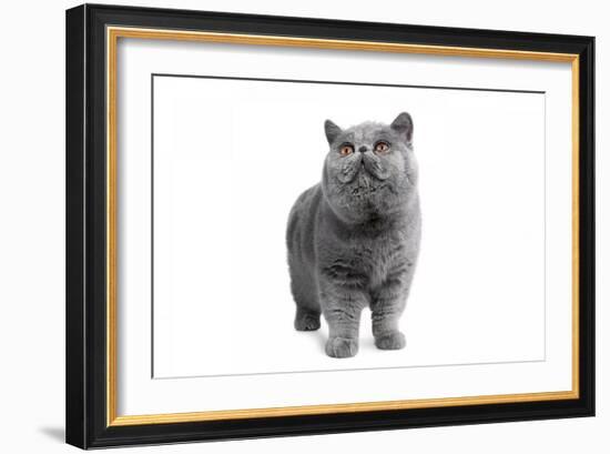 Exotic Cat-Fabio Petroni-Framed Photographic Print