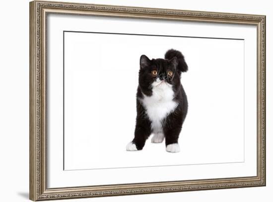 Exotic Cat-Fabio Petroni-Framed Photographic Print