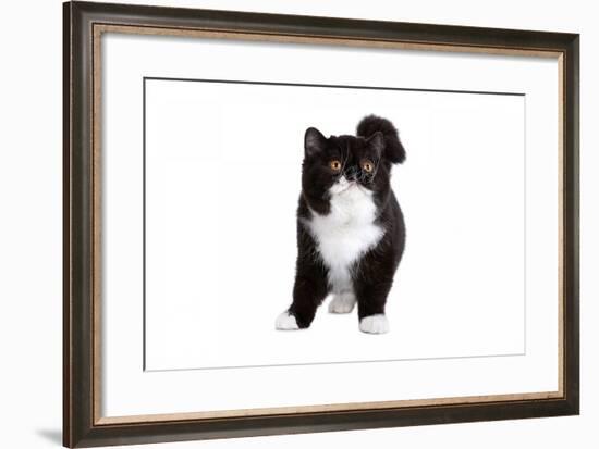 Exotic Cat-Fabio Petroni-Framed Photographic Print